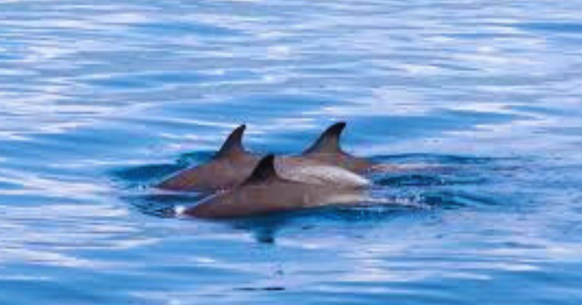 Desain tanpa judul (8)